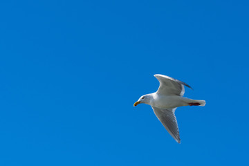Seagull Flying
