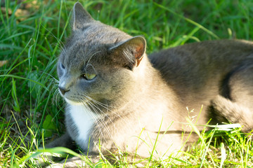Fototapeta premium A grey cat walks in the green grass. Domestic cat in the sun.