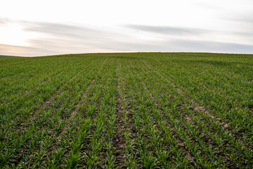 Young green wheat seedlings growing on a field. Agricultural field on which grow immature young cereals, wheat. Wheat growing in soil. Close up on sprouting rye on a field in sunset. Sprouts of rye.