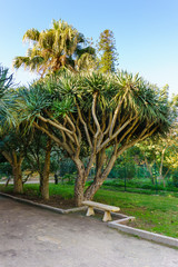 Fototapeta premium Avenue of the dragon dracaena. Jardin d'essai du Hamma Botanical garden. Alger