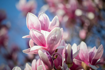 Magnolia blossom on a tree at the spring