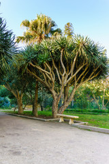 Avenue of the dragon dracaena. Jardin d'essai du Hamma Botanical garden. Alger