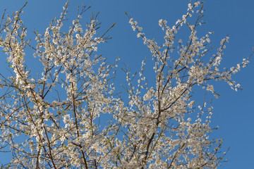 Shot of sprigs of a blossoming tree with white flowers against a blue sky in early spring