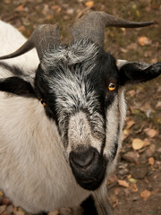 Fototapeta premium portrait of a goat