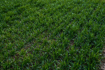 Fototapeta premium Young green wheat seedlings growing on a field. Agricultural field on which grow immature young cereals, wheat. Wheat growing in soil. Close up on sprouting rye on a field in sunset. Sprouts of rye.