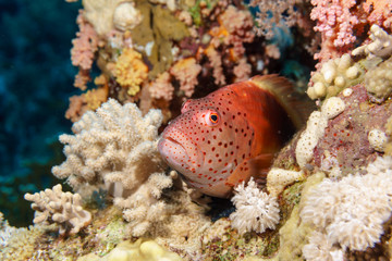 Coral grouper. Red sea. Egypt.