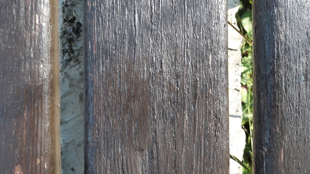Garden Pics