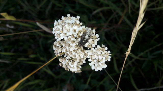 Garden Pics