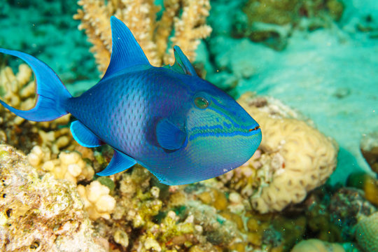 Underwater picture Niger or Red Toothed Triggerfish,Odonus niger. Red sea. Egypt.