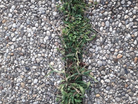 Green Rock Grass