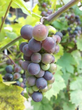 Colorful Fruit