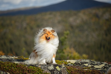 Portrait of a beautiful dog in a beautiful landscape. Scottish shepherd on a beautiful background