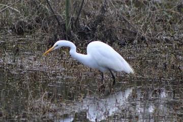 great white heron