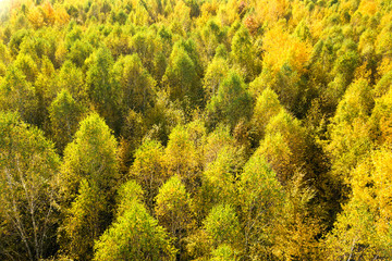 Top down aerial view of green and yellow canopies in autumn forest with many fresh trees.