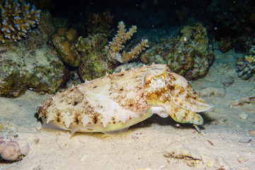 Portrait of a cuttlefish. Night shooting under water. Red sea. Egypt.