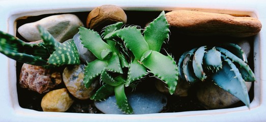 zielone rośliny i kamienie © stoodi