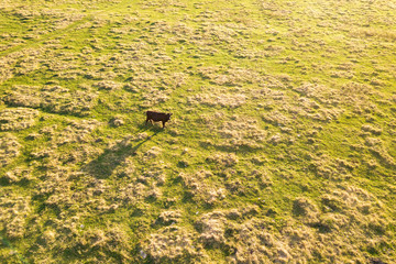 Aerial top down view of a cow grazing alone on green meadow lit by sunset light in summer.
