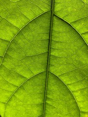 zieolny liść