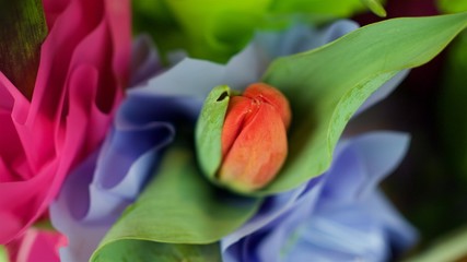 czerwony tulipan