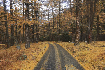 Trail between the forest in Yading Sichuan province China