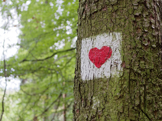 Czerwone serce na drzewie białe tło