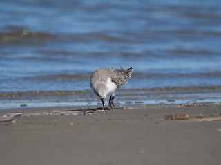 white Charadrius alexandrinus looking for food on the shoreline