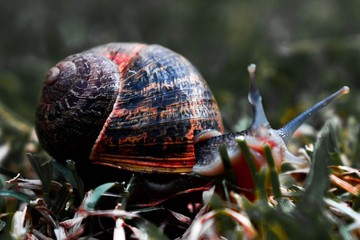 snail on a leaf