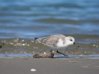 white Charadrius alexandrinus looking for food on the shoreline