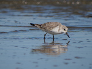 white Charadrius alexandrinus looking for food on the shoreline