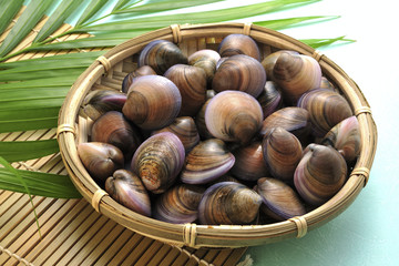 Studio shot the seafood portrait of Clam