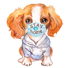 Watercolor drawing DOG. Coronavirus theme. KOVID-19 Dog in a medical mask. To stay at home. Spaniel king charles