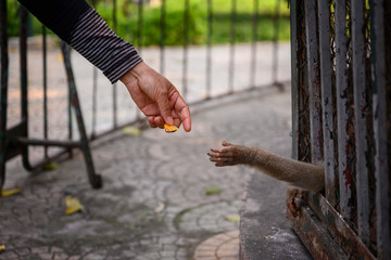 A monkey in a ZOO in Hanoi