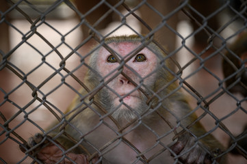 A monkey in a ZOO in Hanoi © M.Gierczyk