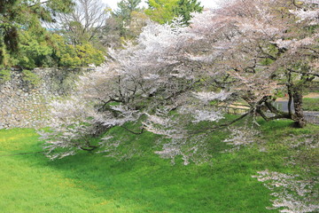 Full bloomed cherry blossoms with Nagoya Castle, JAPAN