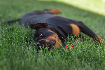 black Rottweiler dog on a summer walk, playing with green grass