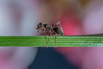 extreme close macro image of an Ant on a blade of grass.