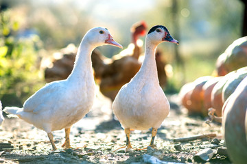 Ducks feed on traditional rural barnyard. Detail of a duck head. Close up of waterbird standing on barn yard. Free range poultry farming concept.