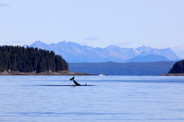 Strait Point, Alaska / USA - August 13, 2019: Orca at Strait Point, Strait Point, Alaska, USA