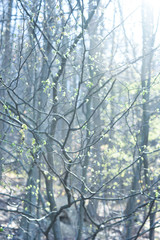 Spring in beech forest