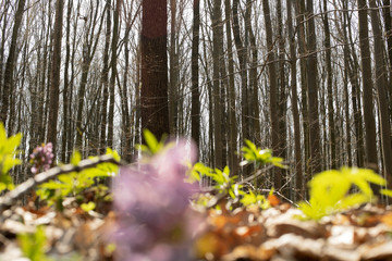 Fototapeta premium Blooming green forest, spring nature background, spring flowers
