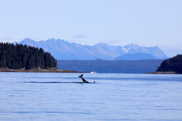 Strait Point, Alaska / USA - August 13, 2019: Orca at Strait Point, Strait Point, Alaska, USA