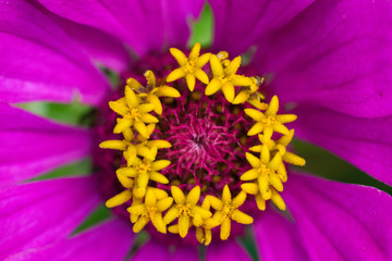 Center of a purple single-flowered zinnia, little yellow stars of a flower core, macro photo