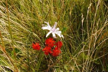 Biało-czerwone kwiaty polne
