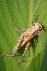 a large grasshopper sits on a leaf