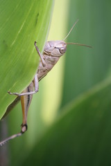 a large grasshopper sits on a leaf