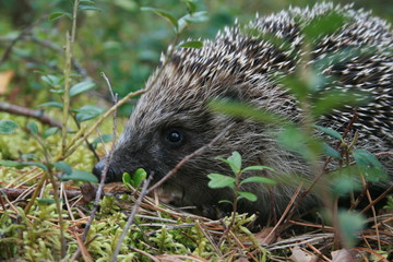 European hedgehog (Erinaceus europaeus) in forest