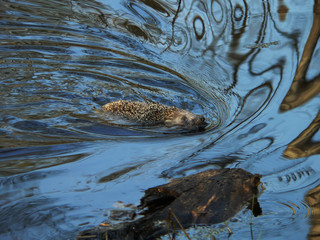 European hedgehog (Erinaceus europaeus) in forest © adventure