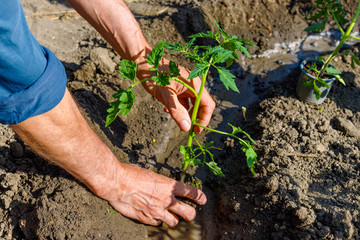 Man farmer planting tomato seedlings in garden outdoors.