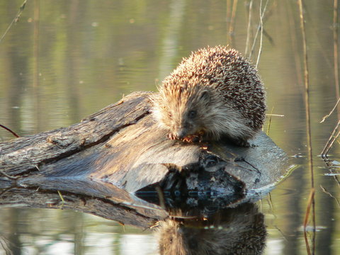 European hedgehog (Erinaceus europaeus) in forest