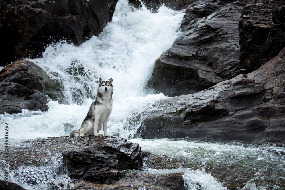 Wall mural Siberian Husky on the background of a waterfall